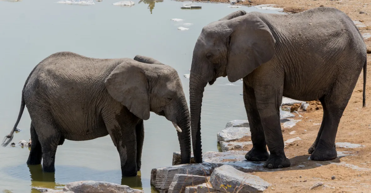 Pytláci v Zimbabwe otrávili kyanidem desítky slonů