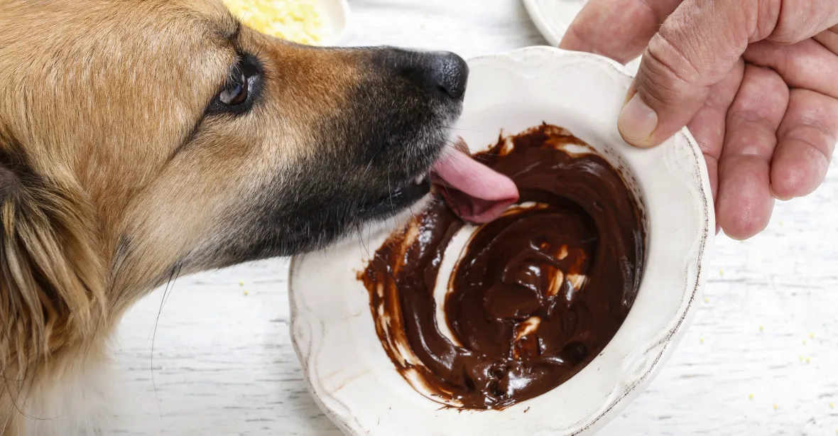 Pozor na čokoládu u psů. Mohou se z ní otrávit