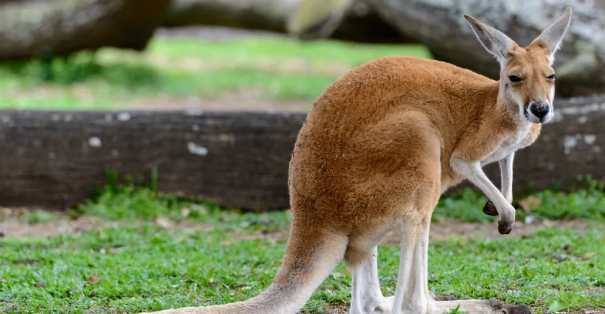 V Austrálii hynou miliony klokanů kvůli záhadné chorobě