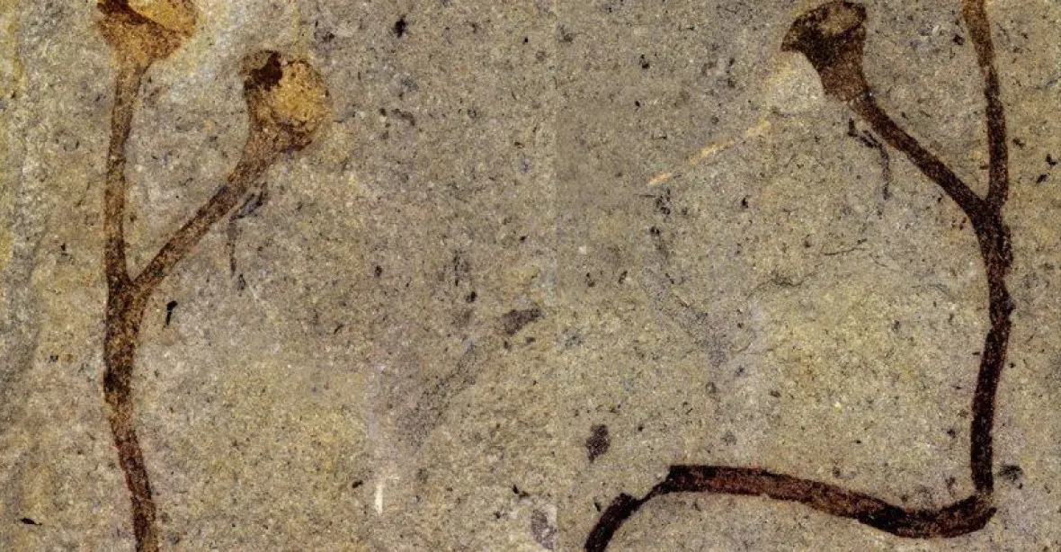 Nečekaný objev. V Národním muzeu se ukrývala nejstarší rostlinná fosilie na světě