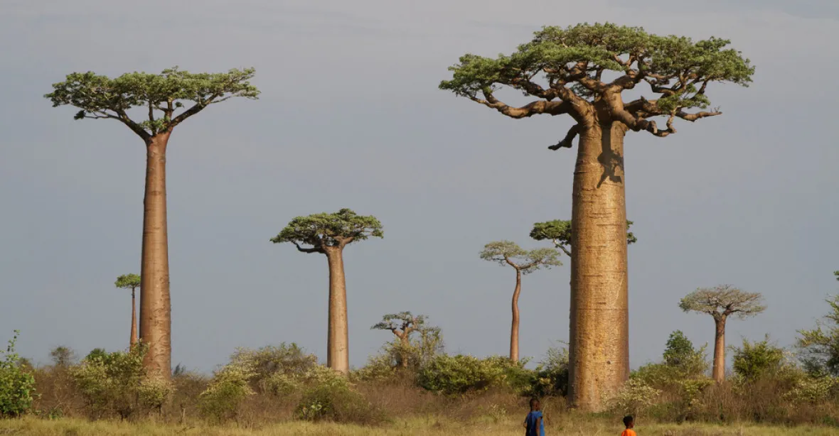 Mohutné africké baobaby staré přes 1000 let umírají. Vědci neví proč