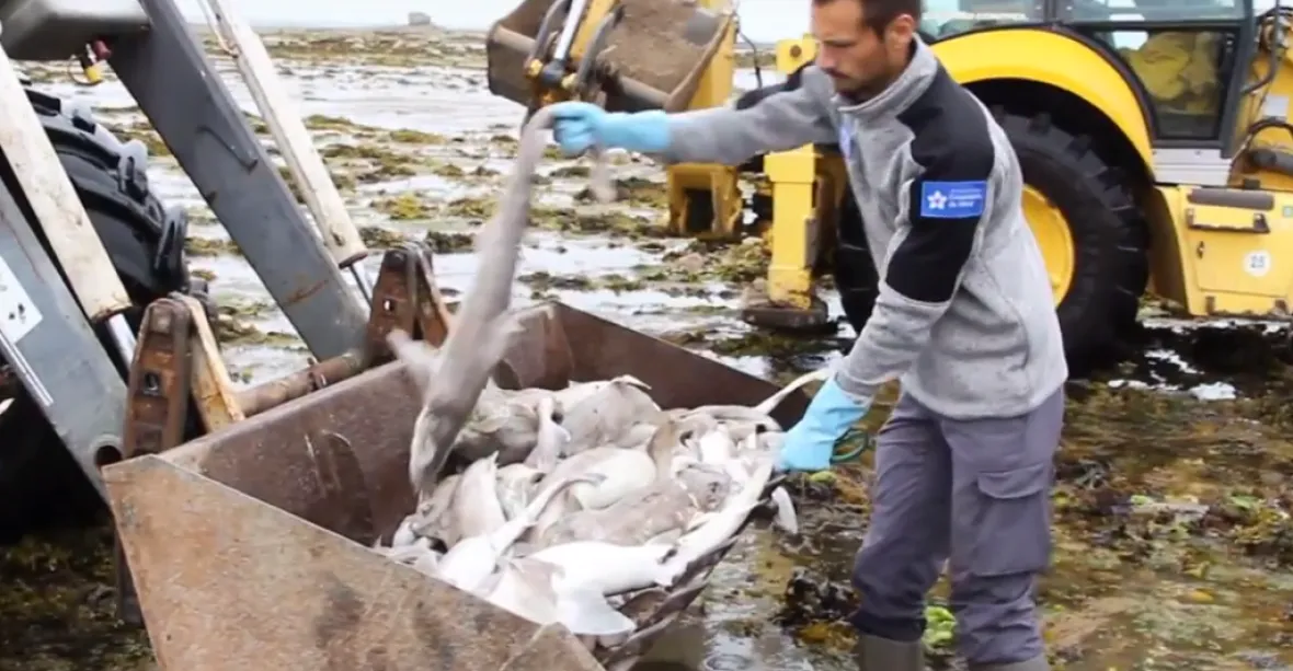 Na francouzskou pláž moře vyplavilo přes 400 mrtvých žraloků