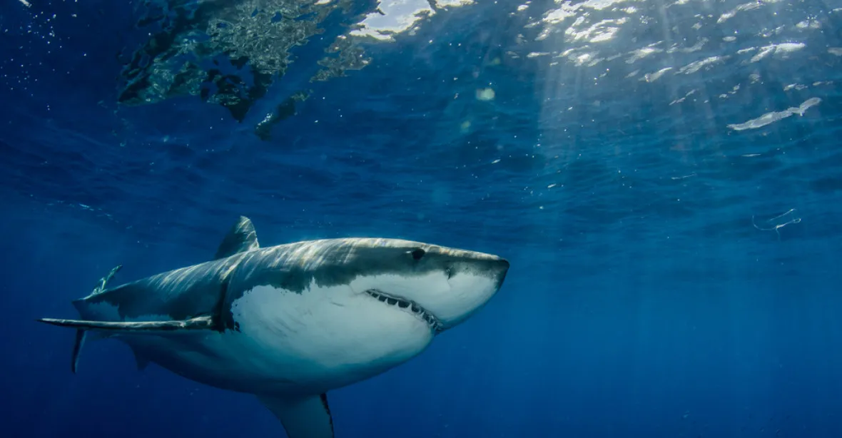 U Baleár se po třiceti letech objevil velký bílý žralok