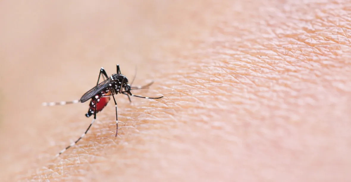 Pozor na komáry. V Česku se objevila nebezpečná západonilská horečka