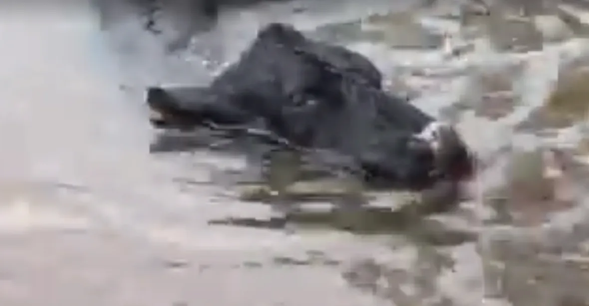 VIDEO: Hurikán nejen ničil a zabíjel. Jednu krávu naopak zachránil před jatkami