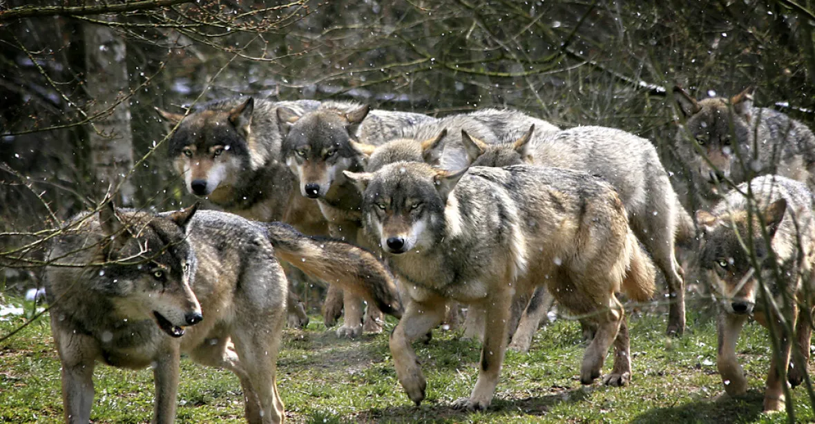 Smečka vlků zabila přes čtyřicet ovcí 30 kilometrů od českých hranic