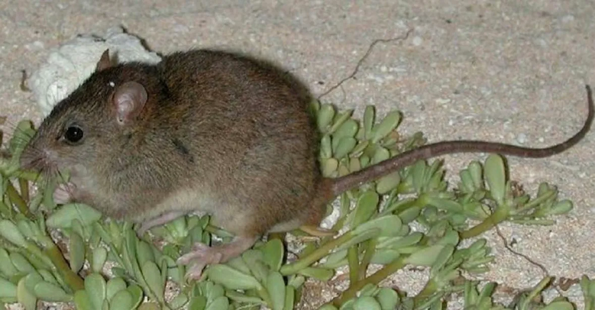 Austrálie prohlásila malou hnědou krysu za vyhynulý druh