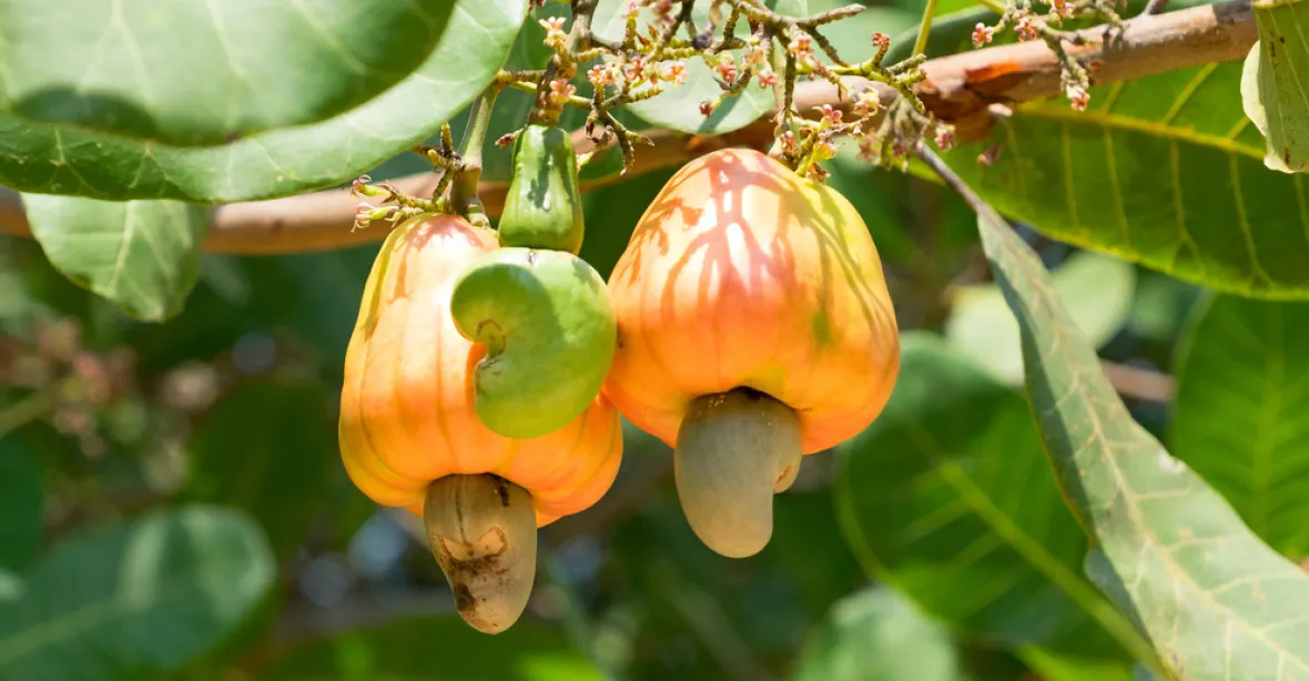 Vláda Tanzanie sedí na hoře 200 tisíc tun kešu ořechů. Vykoupila je od rolníků, aby jim pomohla