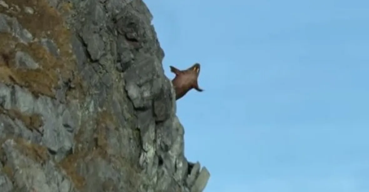 VIDEO: Mroži skáčou z útesu kvůli oteplování, tvrdí film. Pitomost, zlobí se zoologové