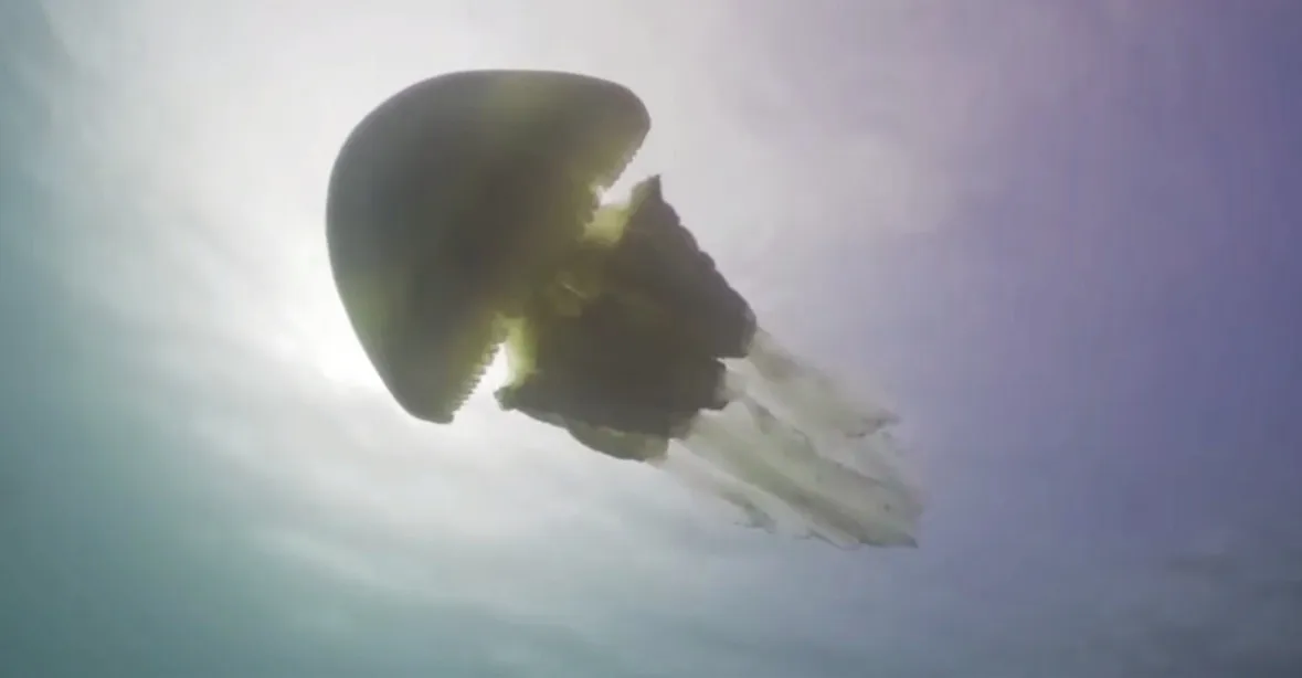 VIDEO: Obrovské stvoření u pobřeží Anglie. Medúza velikosti člověka