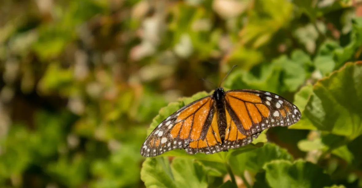Hospodaření Lesů ČR zlikvidovalo tisíce chráněných motýlů, tvrdí vědci