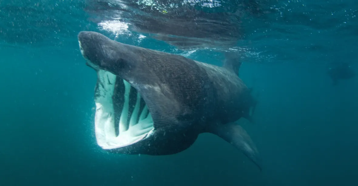 U Dánska se objevil tak obří žralok, že z toho expert skoro spadl ze židle