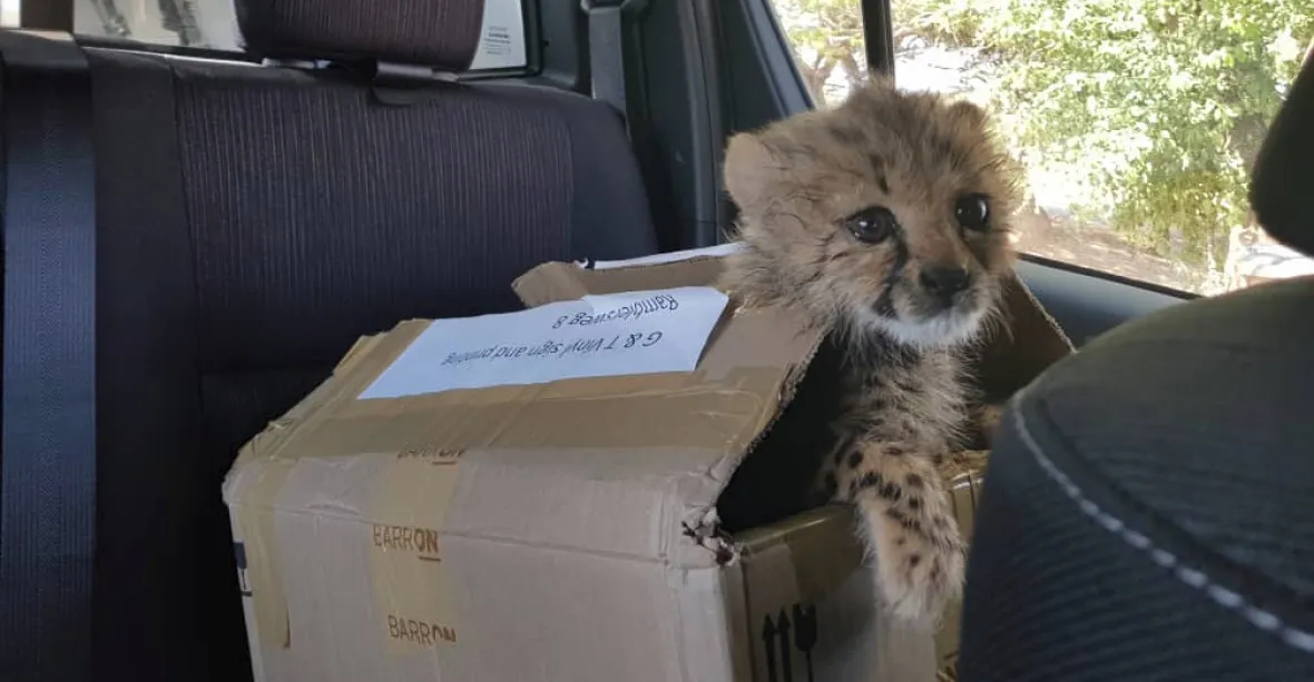 Vyhynou gepardi? Mláďata z přírody si kupují boháči jako symboly společenského postavení