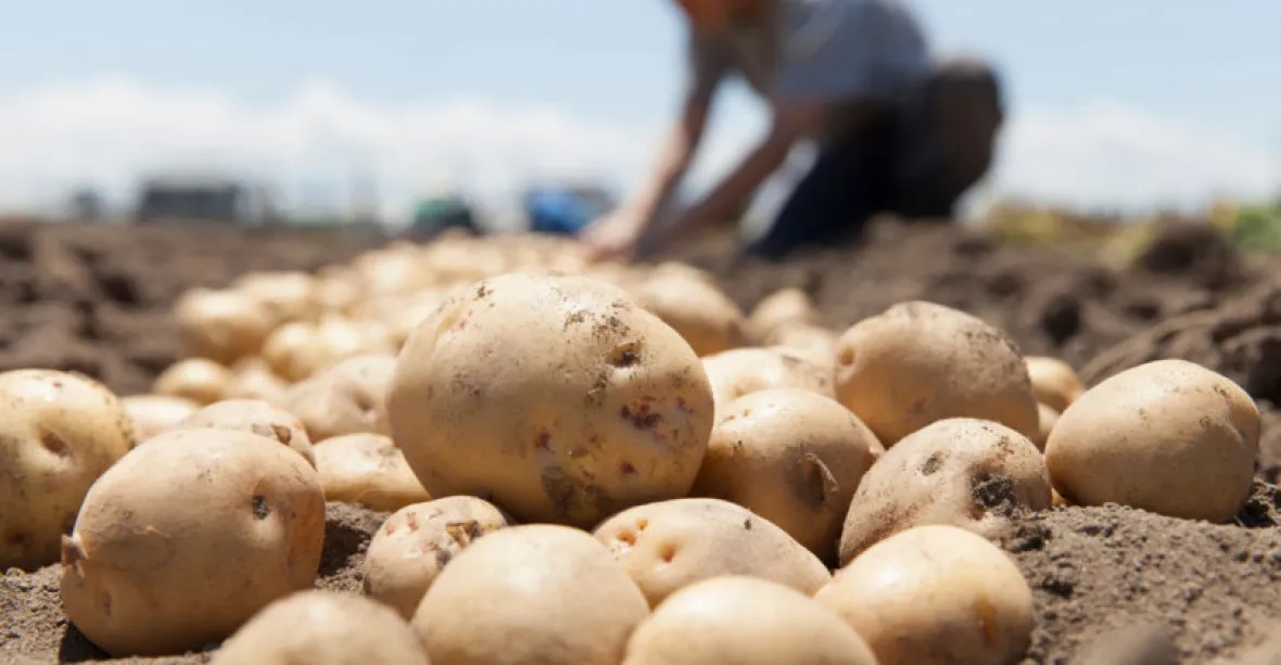 Konec bramborové krize? Ceny mohou být příští rok znovu vysoké