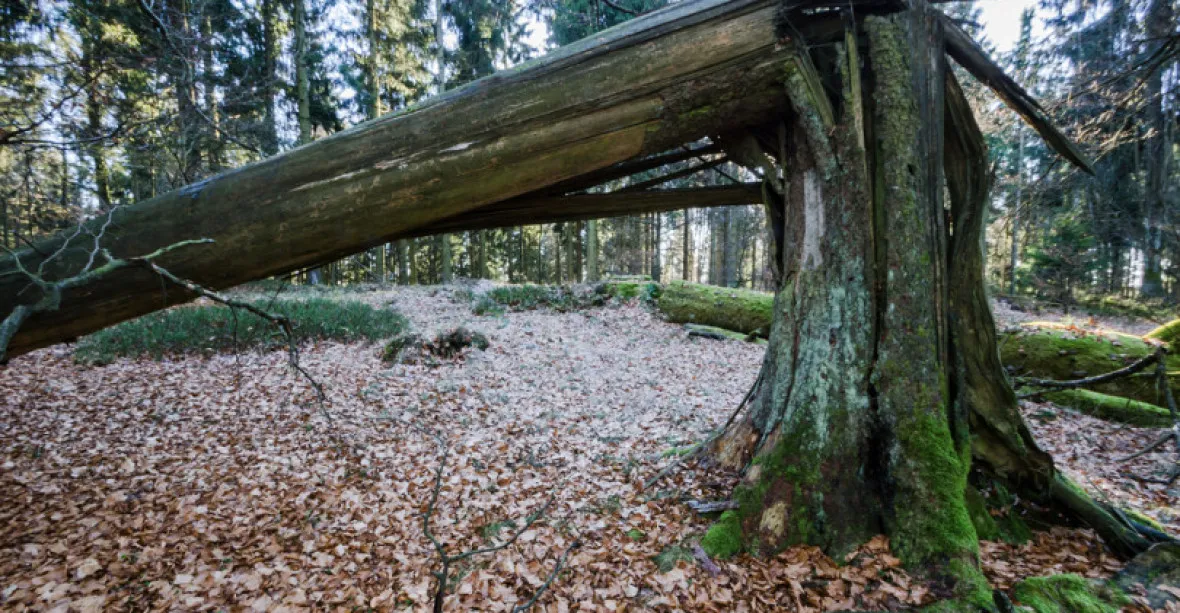 Muž se rodině ztratil na houbách. Byl nalezen v lese mrtvý