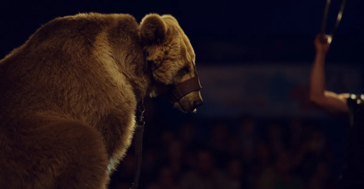 VIDEO: V cirkuse plném dětí napadl medvěd krotitele