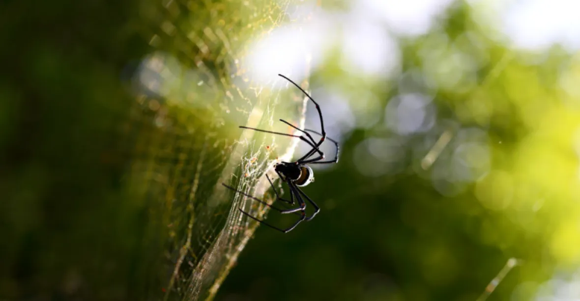 V Německu dramaticky ubylo pavouků a hmyzu