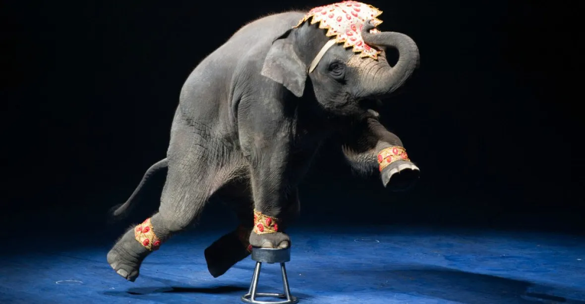 Na Slovensku končí veřejná vystoupení řady zvířat v cirkusech. Hrozí pokuty až půl milionu Kč