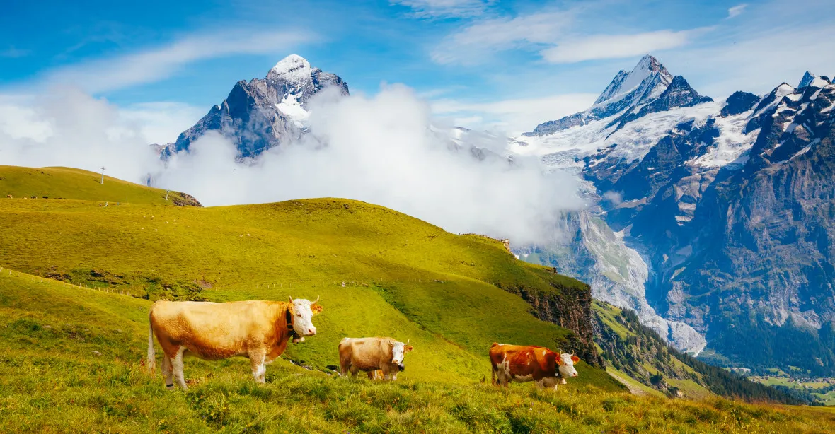 Huawei v tichosti instaluje v Evropě privátní 5G sítě, nyní i pro švýcarské krávy