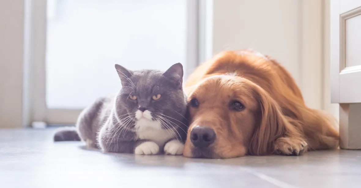 Psi a kočky se mohou nakazit koronavirem