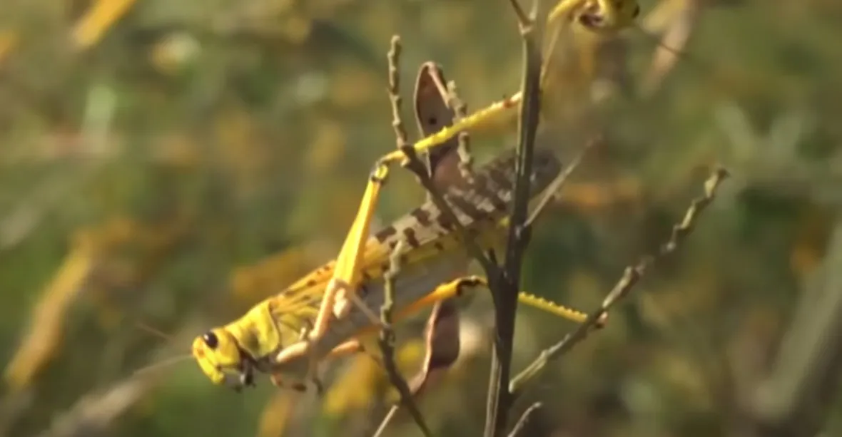 VIDEO: Invaze kobylek. Žerou úrodu a za den urazí až 150 km