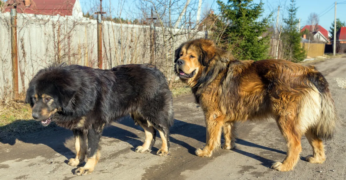 Dvě tibetské dogy zaútočily na Kroměřížsku na kolemjdoucí doručovatelku a seniora