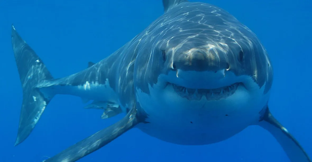 Australan seskočil z prkna a zmlátil žraloka, který útočil na jeho manželku