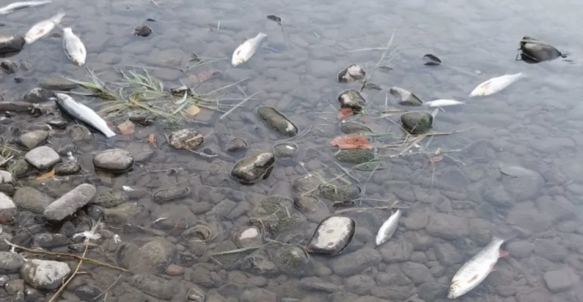 Za otravou ryb v řece Bečvě stojí prudce jedovaté kyanidy