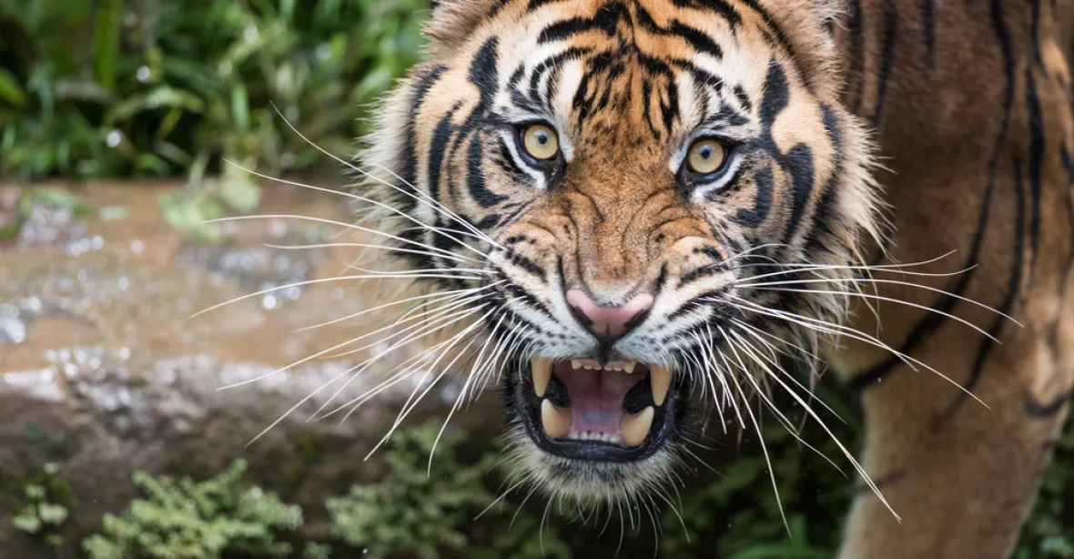 Žena na Pardubicku si chtěla pohladit tygra, ukousl jí ruku