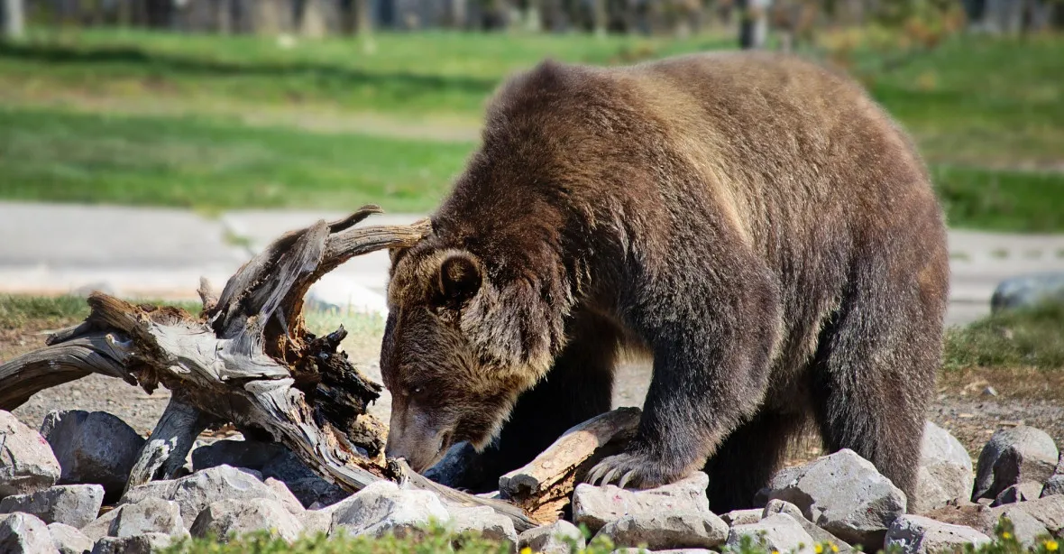 Lovci zastřelili medvěda, který zabil v noci turistku
