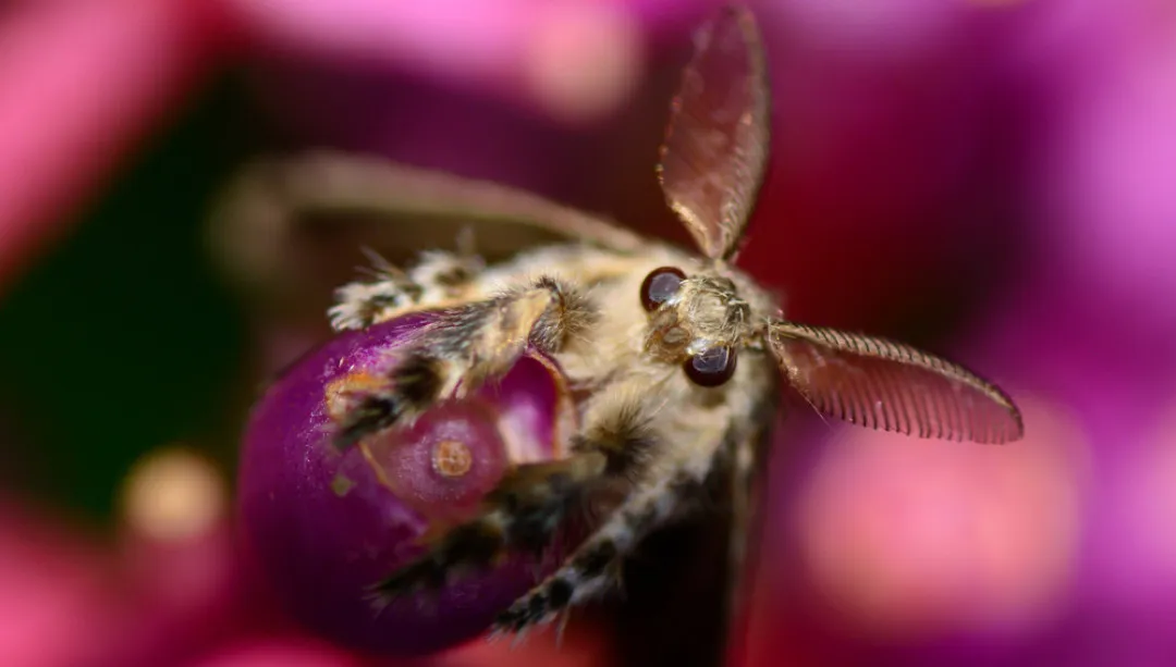 „Cikánská můra“ už nebude. Vědci upustí od „nevhodných a urážlivých“ názvů hmyzu