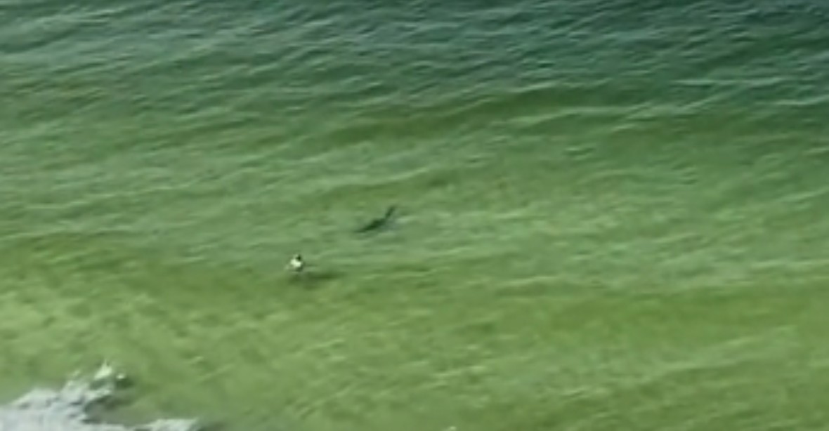 VIDEO: Žralok se na pláži řítil přímo k plavci, na poslední chvíli se náhle otočil