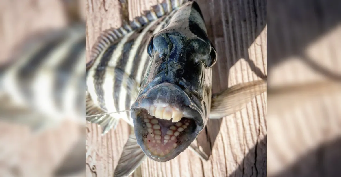 Ryba s lidskými zuby se stala letní internetovou senzací