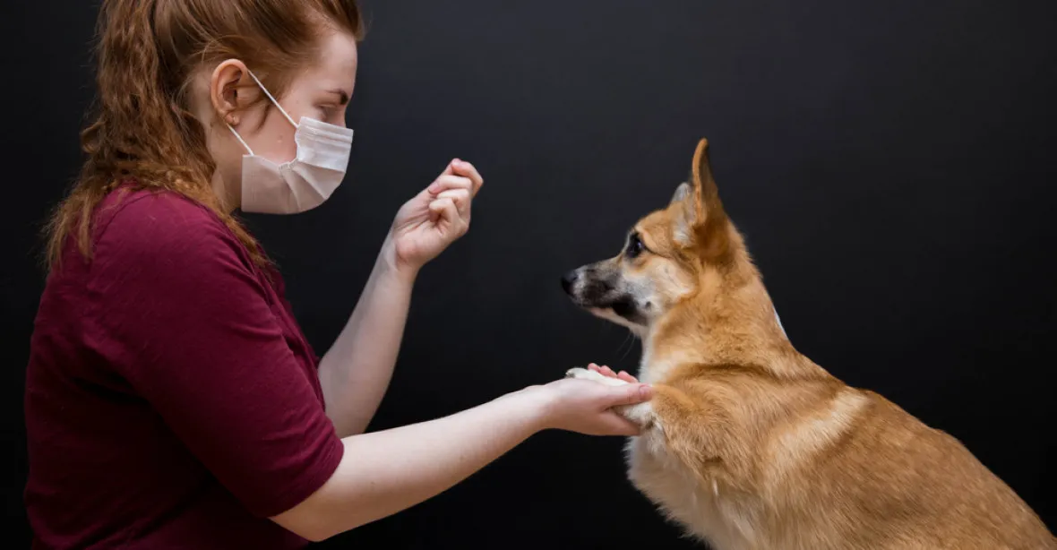 Čínská dezinfekce. Zdravotníci ubili psa páčidlem, když byla jeho majitelka v karanténě