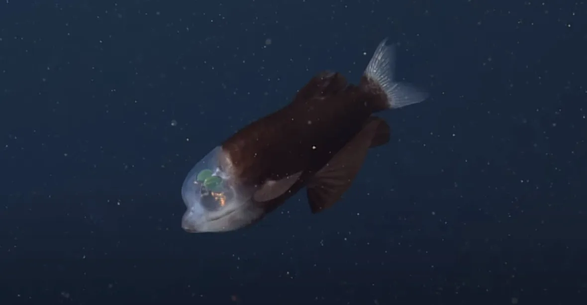 VIDEO: Strašidlo z hlubin. Ponorka natočila rybu s průhlednou hlavou a velkýma očima