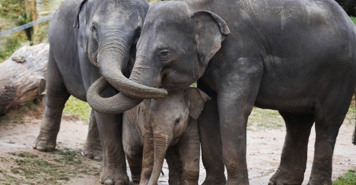 V pražské zoo zranila slonice chovatelku. Ta utrpěla úraz pánve, hrudníku a horní končetiny