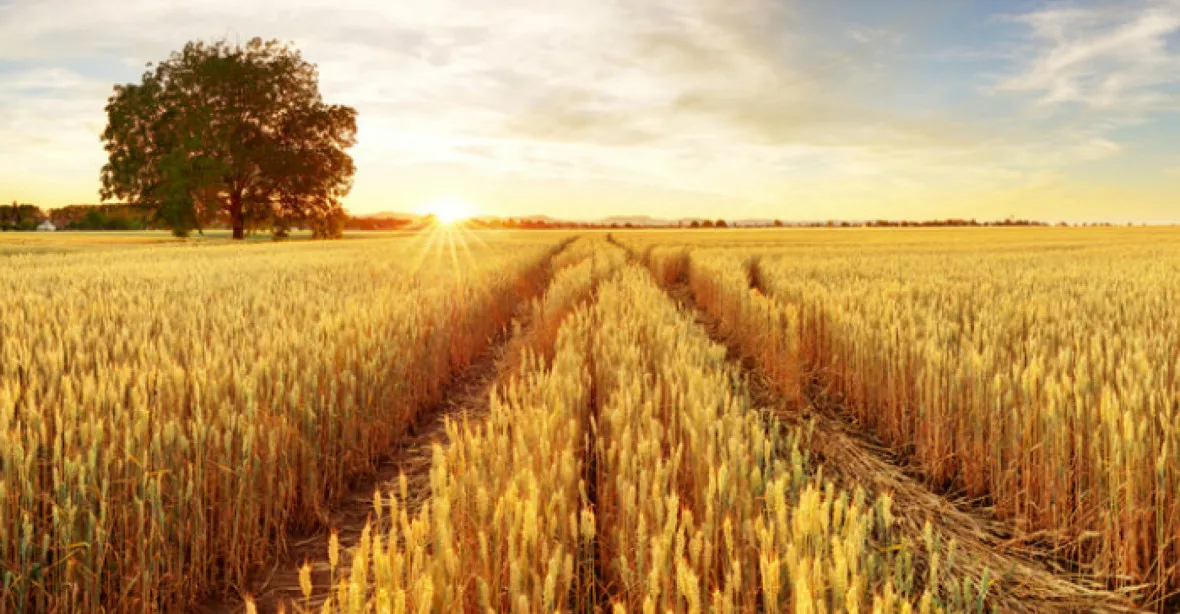 Drahá pšenice jako nová zbraň. Česko si zákaz vývozu dovolit nemůže