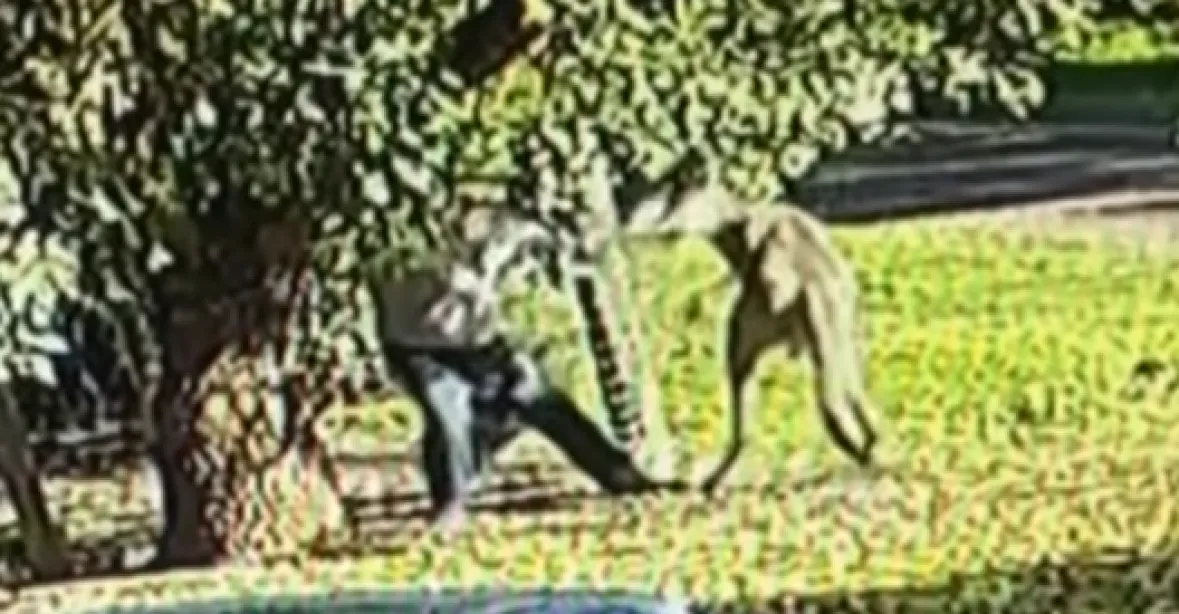 VIDEO: Bizarní bitka. Muž se porval s agresivním obřím klokanem