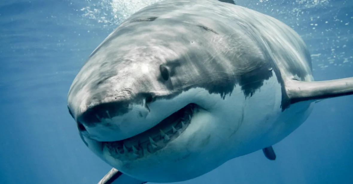 Boj o život na Floridě: Třímetrový žralok se zakousl dívce do nohy, ta se s ním prala