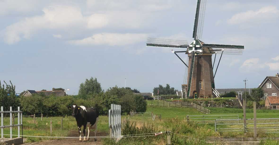 Obrázky z Holandska by dnes asi byly bez krav