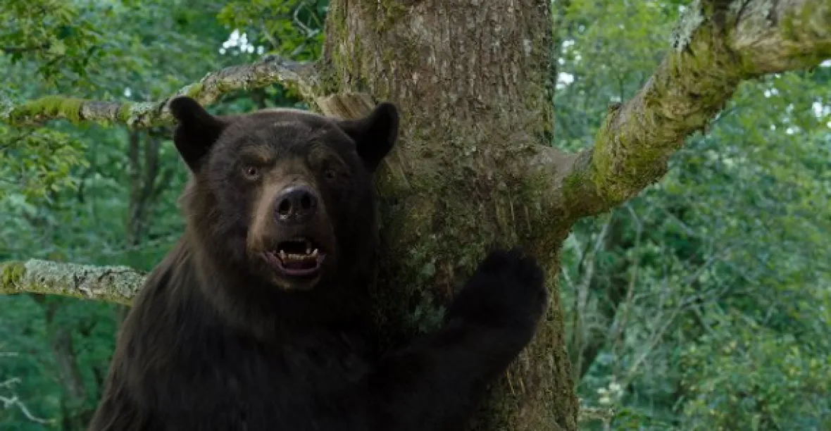 Medvěd na koksu. Nový film mapuje, co vše jsou medvědi schopni člověku vzít