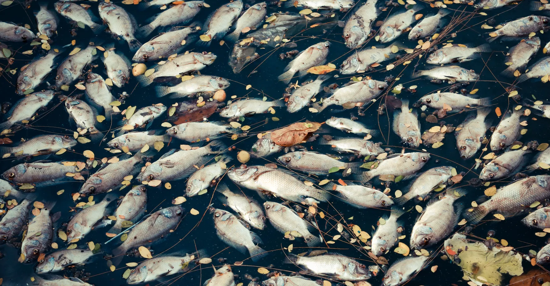 VIDEO: Miliony mrtvých ryb se táhnou desítky kilometrů. „Takový zápach jsem nezažil,“ říká místní muž