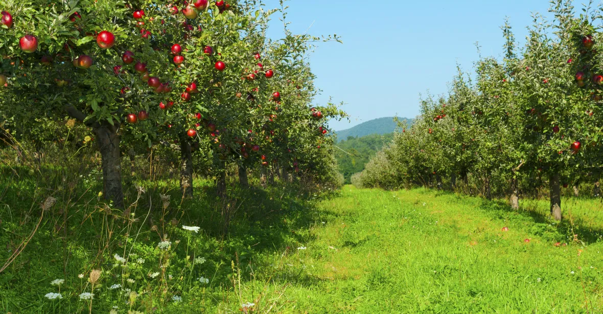 Čeští ovocnáři za rok vykáceli 8 % ovocných sadů. Nahradí je řepka a jiné „rentabilnější“ plodiny