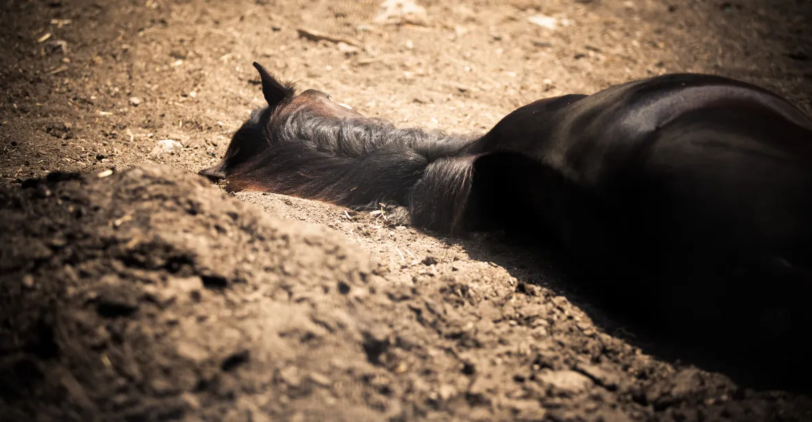 Na farmě v Rusku se šíří antrax. Nakaženého koně lidé porazili a snědli