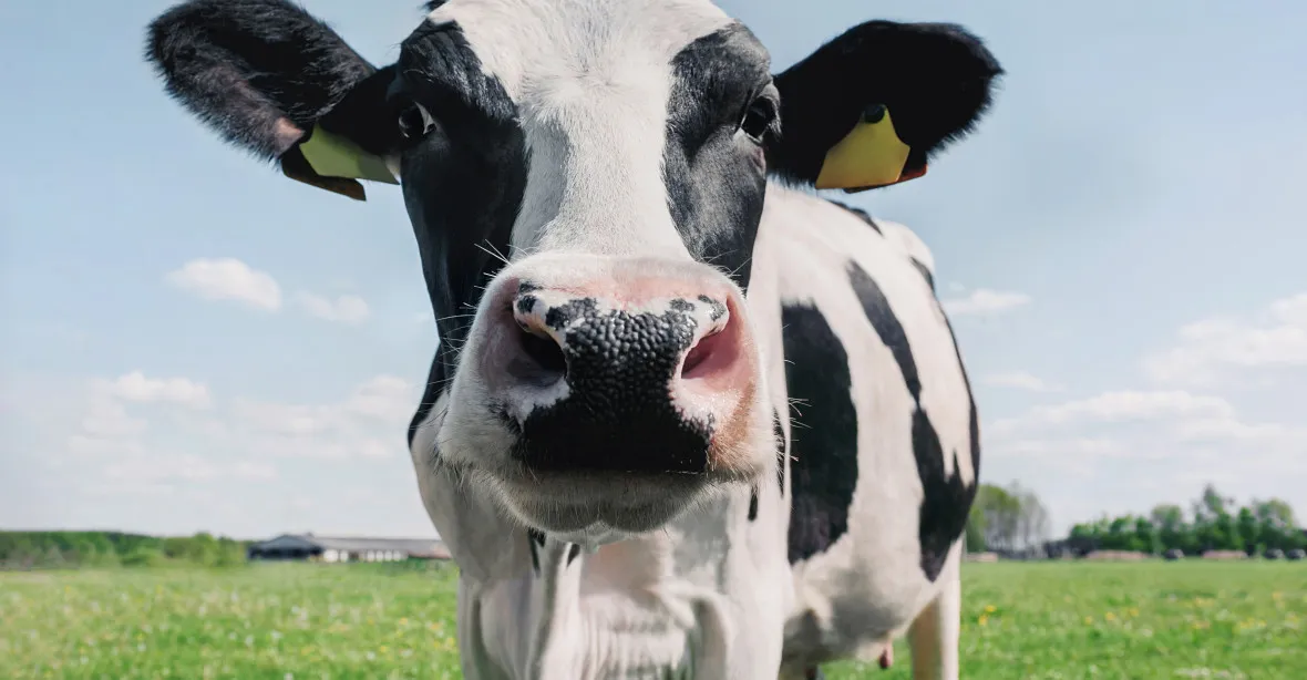 Záchrana vybíjení stád? V Kanadě vyšlechtili krávy šetrné ke klimatu