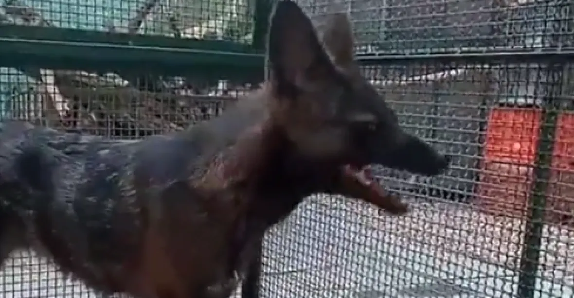 VIDEO: Vědci objevili prvního křížence psa a „falešné lišky“. Srazilo ho auto