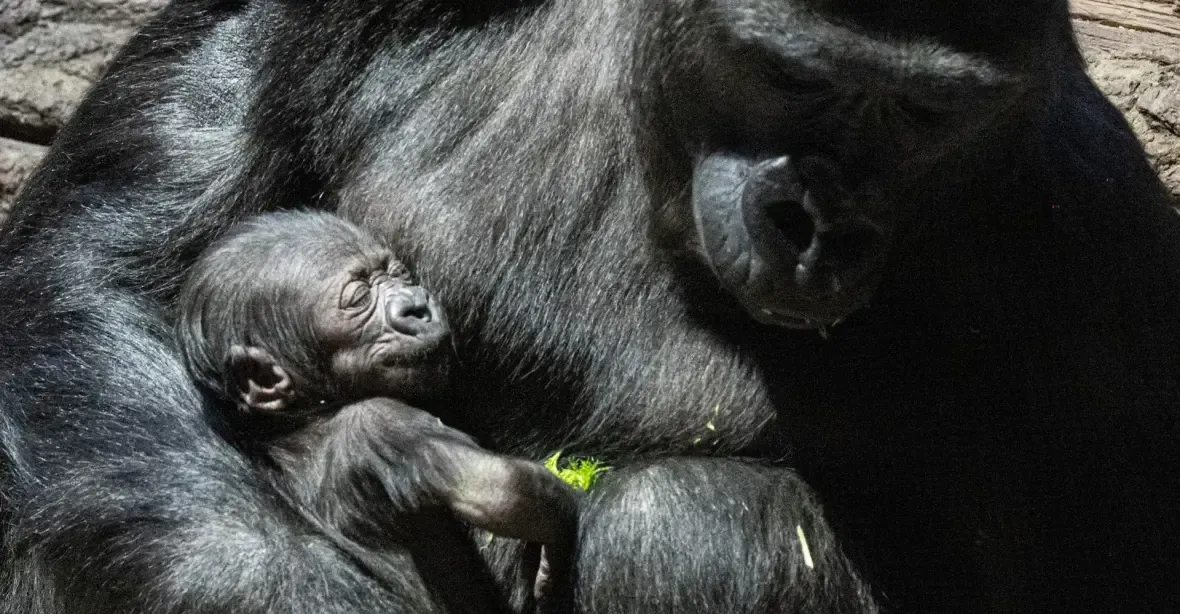 Vnučka legendární Moji, malá gorilí samička, dostala jméno Mobi neboli dědička