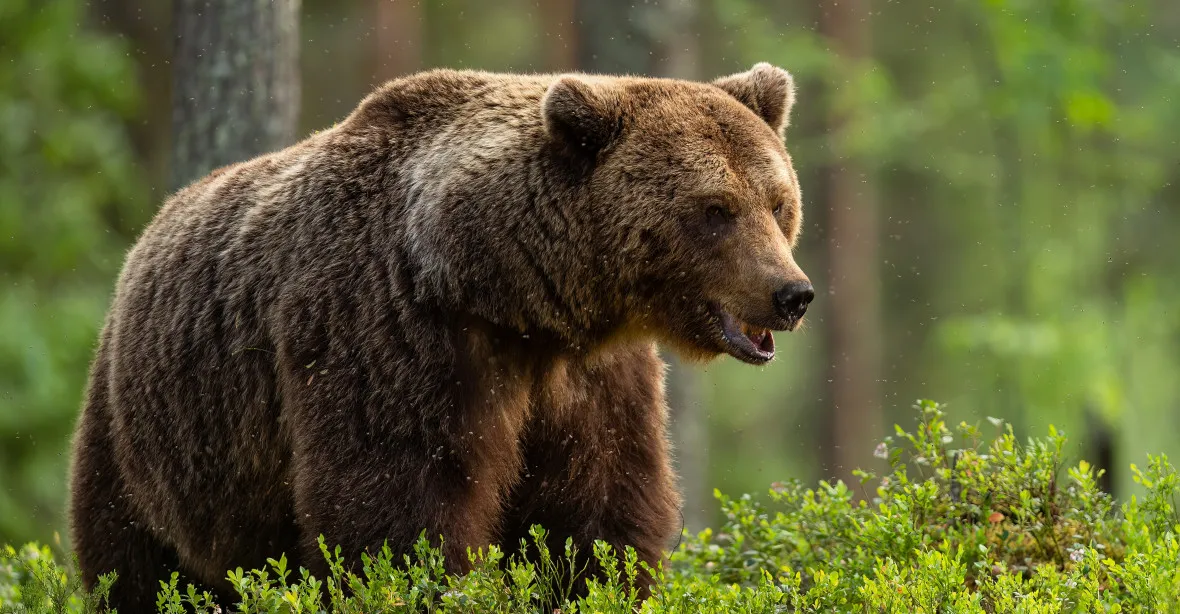 Medvěd pronásledoval pár na Slovensku. Žena zemřela zřejmě při pádu z výšky